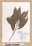 Lithocarpus hancei (Benth.) Rehder T_