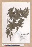 Quercus glauca Thunb. ex Murray CR