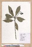Machilus japonica Siebold et Zucc. 饻()