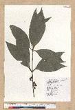 Neolitsea villosa (Blume) Merr. sl
