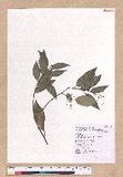 Cinnamomum insulari-montanum Hayata s׮(xW׮)
