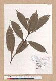 Lithocarpus harlandii (Hance ex Walp.) Rehder u_