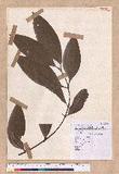 Cinnamomum austrosinense H. T. Chang dۥ