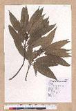 Litsea acuminata (Blume) Kurata l