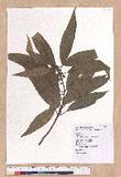 Litsea acuminata (Blume) Kurata l