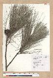 Pinus luchuensis Mayer [yQ