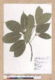 Cinnamomum micranthum (Hayata) Hayata N