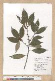 Neolitsea acuminatissima (Hayata) Kanehira et Sasaki ssl