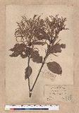 Lithocarpus ternaticupula Hayata