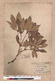 Quercus championi Benth. nCR