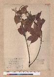 Lithocarpus ternaticupula Hayata var. arisanensis Kanehira