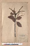 Lithocarpus ternaticupula Hayata var. arisanensis Kanehira