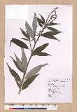 Cyclobalanopsis stenophylla (Makino) Liao var. stenophylloides (Hayata) Liao UR