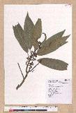 Litsea acuminata (Blume) Kurata l