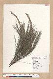Pinus luchuensis M...