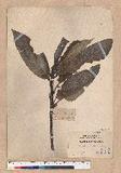 Lithocarpus castanopsisifolius (Hayata) Hayata R