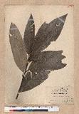 Lithocarpus castanopsisifolius (Hayata) Hayata R