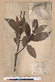 Lithocarpus castanopsisifolius (Hayata) Hayata R