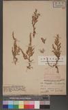 Selaginella subcaulescens Hayata f