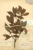 Illicium arborescens Hayata var. oblongum Hayata K