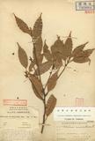 Tetradenia acuminatissima Hayata  ssl