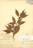 Tetradenia acuminatissima Hayata  ssl