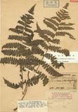 Dryopteris succulentipes Hayata