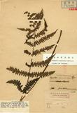 Dryopteris succulentipes Hayata