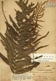 Leptochilus angustipinnus Hayata Ӹ꿹