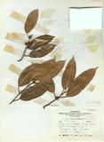 Ficus maclellandii King forma glabrirecepta J. C. Liao
