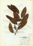 Ficus maclellandii King forma glabrirecepta J. C. Liao