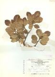 Ficus microcarpa L. f. var. fuyuensis Liao Ŷ_