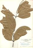 Cinnamomum cassia Blume subsp. pseudomelastoma Liao Kuo & Lin dۥ
