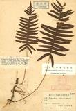 Polypodium arisanense Hayata ss