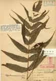 Polypodium quasipinnatum Hayata ϸ`