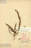 Polypodium urceolare Hayata OWޤl
