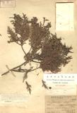 Chamaecyparis obtusa Sieb. & Zucc. forma formosana (Hayata) Gard. OWf