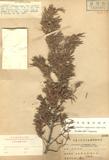Juniperus formosana Hayata var. concolor Hayata f