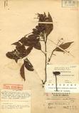 Cinnamomum caudatifolium Hayata ߻