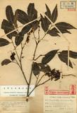 Engelhardtia formosana Hayata