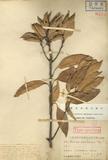 Quercus rhombocarpa Hayata ٪GR