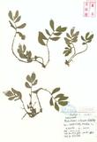 Elatostema villosum B. L. Shih & Yuen P. Yang Xӱ