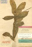Helicia hainanensis Hayata