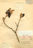 Loranthus lonicerifolius Hayata ԥVH