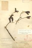 Loranthus theifer Hayata 李棟山桑寄生