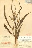 Celosia taitoensis Hayata OFC߹