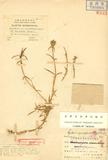 Melandrium morrisonmontanum Hayata 玉山蠅子草