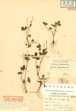 Ranunculus geraniifolius Hayata ӣ