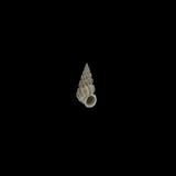 階梯海螄螺(  i Epitonium fasciatum /i  )
