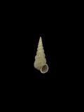 金斑海螄螺(  i Nipponoscala aureomacalata /i  )